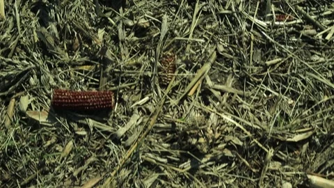 Vegetable waste 1 Stock Footage 164001006