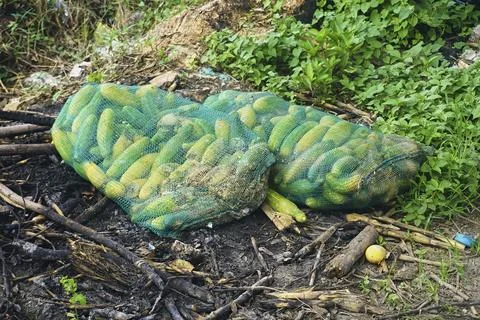 Vegetable waste Stock Photos