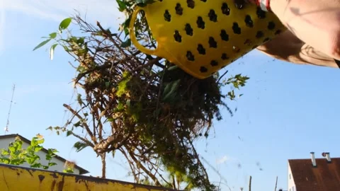 Vegetable waste.compost garden.Green compost. Stock Footage 160353738