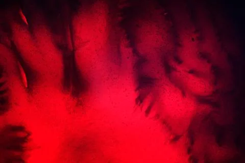 Vegetable world. Stock Photos