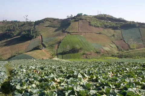 Vegetable yard on the mountain hill Stock Photos