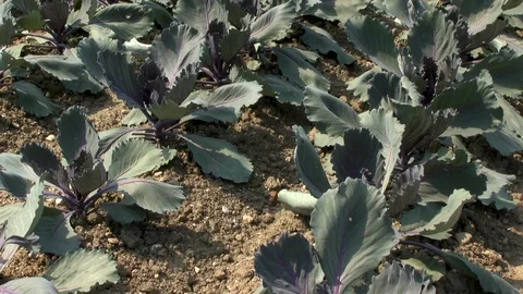 Vegetable, Young red cabbage on a field Stock Footage 95167208