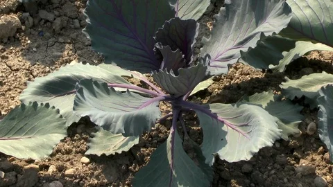 Vegetable, Young red cabbage on a field Stock Footage 95167791