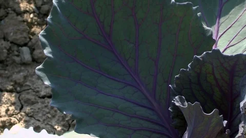 Vegetable, Young red cabbage on a field Stock Footage 95167937