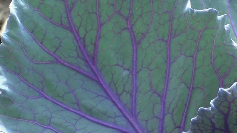 Vegetable, Young red cabbage on a field Stock Footage 95168113
