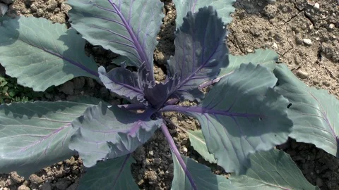 Vegetable, Young red cabbage on a field Stock Footage 95168213