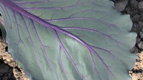 Vegetable, Young red cabbage on a field Stock Footage 95168567