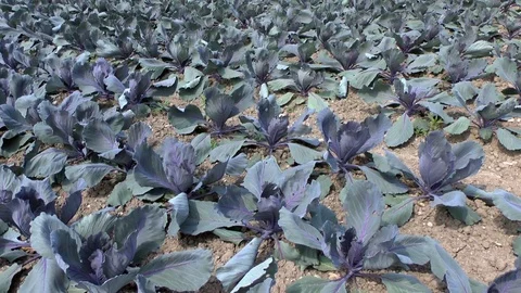 Vegetable, Young red cabbage on a field Stock Footage 95168653