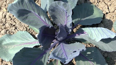 Vegetable, Young red cabbage on a field Stock Footage 95168885