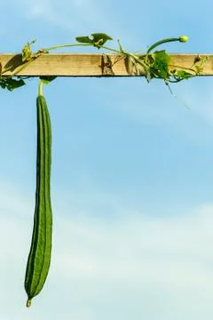 Vegetables and bamboo Stock Photos
