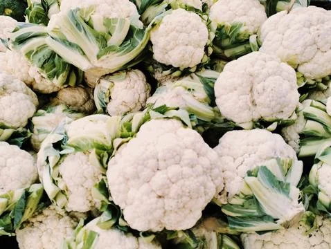 Vegetables and herbs 写真素材