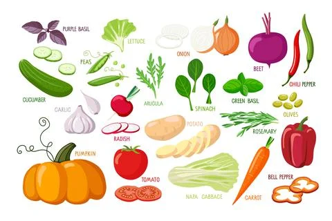 Vegetables and vegetable greens. Vector Vegetarian healthy food. Fresh organic Stock Illustration