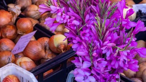 Vegetables and vegetables on display Foto stock