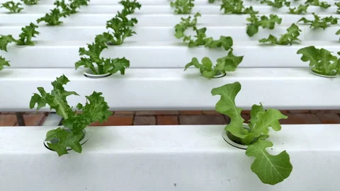 Vegetables are growing in indoor vertical farm. natural organic plants grow Stock Footage 140943577