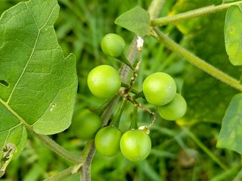 Vegetables are an important source of nutrients, 库存照片