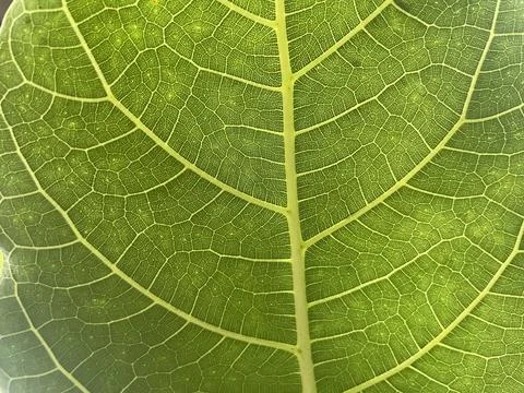 Vegetables are an important source of nutrients, Fotos de archivo