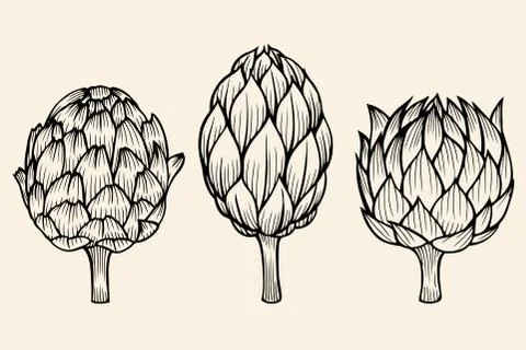 Vegetables artichoke on beige background Stock Illustration