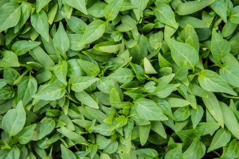 Vegetables background Stock Photos