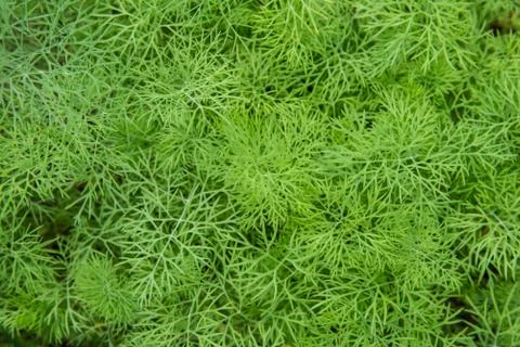 Vegetables background Stock Photos