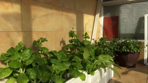 Vegetables on the balcony Stock Footage 235131283
