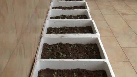 Vegetables on the balcony Stock Footage 235131320