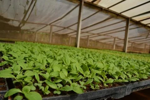 Vegetables Basil Stock Photos
