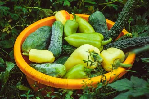 Vegetables in a basin on a grass Stock Photos