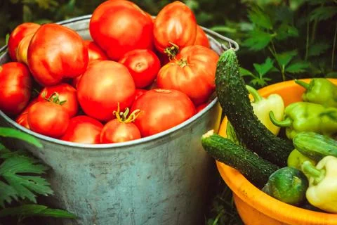 Vegetables in a basin on a grass Stock Photos