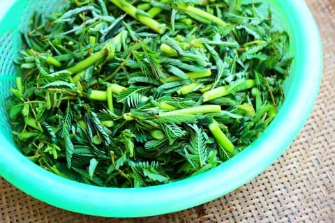 The vegetables in a basket Stock Photos