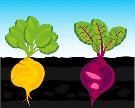 Vegetables beet and turnip in vegetable garden Stock Illustration