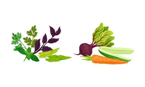 Vegetables with Beetroot and Cucumber and Potherb or Greenery with Parsley and Stock Illustration