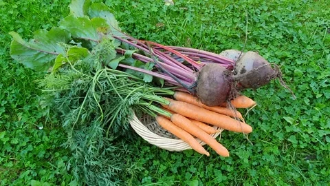 Vegetables, beets and carrots in a wicker box in the garden Stock Footage 142707335