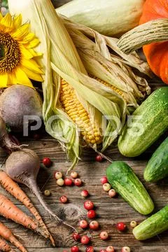 Vegetables, berries and sunflowers Stock Photos