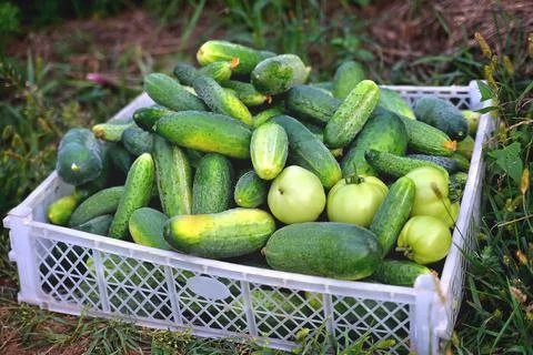 Vegetables in a box, cucumbers tomatoes in a box in the garden, harvesting in Stock Photos