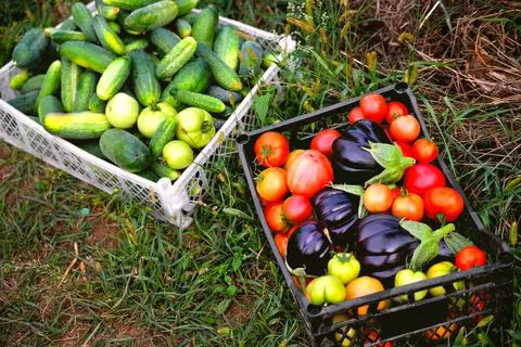 Vegetables in a box, cucumbers, tomatoes, eggplants in a box in the garden, h Stock Photos