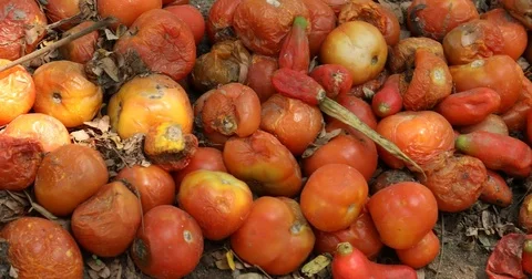 Vegetables close up at Home Stock Footage 74301167