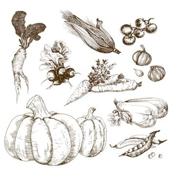 Vegetables collection Stock Illustration