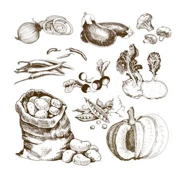 Vegetables collection. Stock Illustration