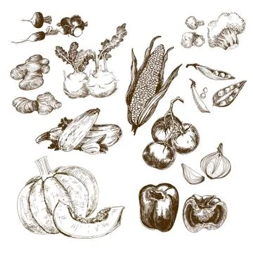 Vegetables collection. Stock Illustration