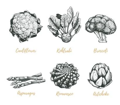 Vegetables collection vector illustration. Stock Illustration