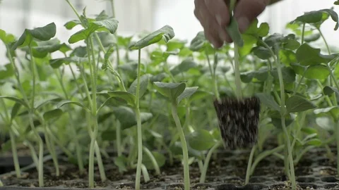 Vegetables Cut From The Plant Stock Footage 96004946