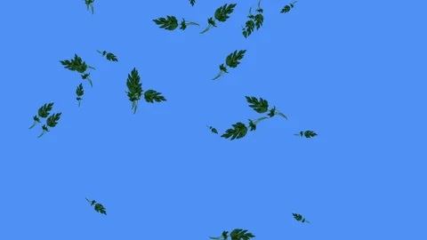 Vegetables falling animation chroma key element loop, parsley Stock Footage 126928391