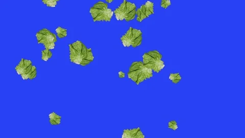Vegetables falling animation chroma key element loop, salad Stock Footage 126928732