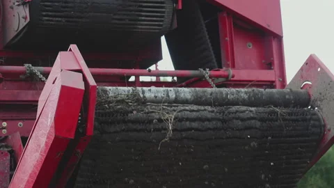 Vegetables Falling From Conveyor Machine Of Vegetable Harvester Combine Stock Footage 197345145