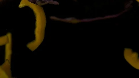 Vegetables falling into water on black background. Bright high quality video. Stock Footage