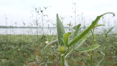 Okra Crop Stock Footage ~ Royalty Free Stock Videos | Pond5