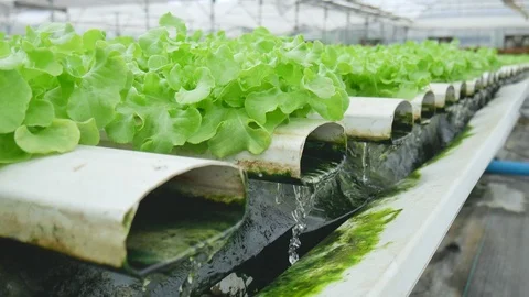 Vegetables farm in hydroponics. Stock Footage 119948094