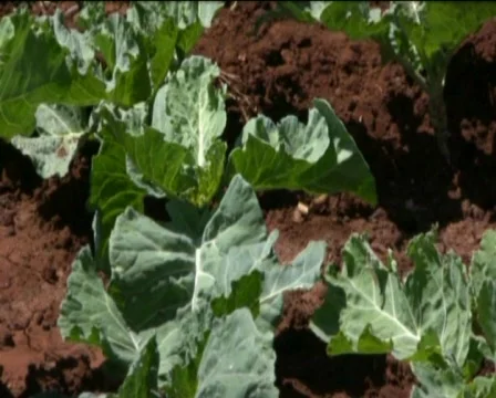 Vegetables in a field  Stock Footage 557837
