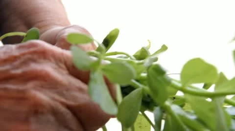 Vegetables 스톡 동영상 21832852