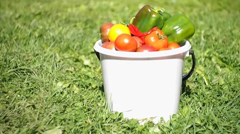 Vegetables 스톡 동영상 29679167